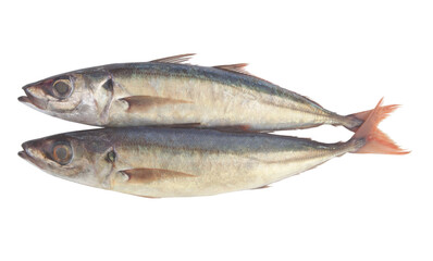 Jack mackerel fishes isolated on white background