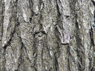 Pine Bark