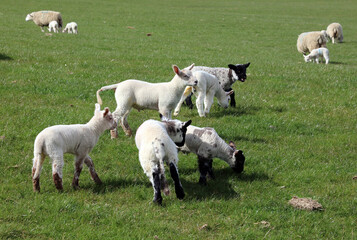Group of Spring lambs, South Yorkshire 
