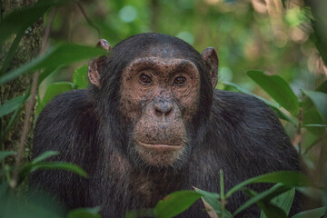 Chimpanzee in Kibale National Park in Uganda, Africa