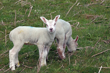 Two Spring lambs, South Yorkshire
