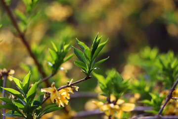 Young Forsythia leaves