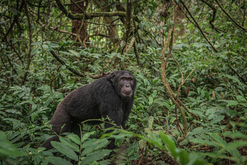 Chimpanzee in Kibale National Park in Uganda, Africa