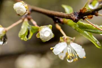 Białe kwiaty zroszone deszczem © FotoWave Dawid Nowak