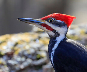 Pileated woodpecker portrait into the forest, Quebec, Canada