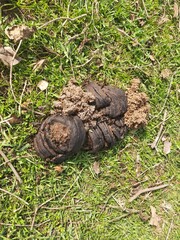 Cow Dung in field. cow dung can be used as organic manure.  It used as fuel for making food in villages of india. Cow dung is also used in Hindu religious fire yajna as an important ingredient.