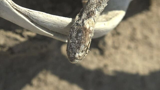 dry, dead snake lies on the white sun-faded skull of a dog. Drought in the steppe natural tragedy