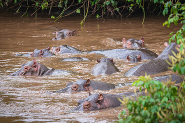 Hippopotamus in water in Uganda, Africa