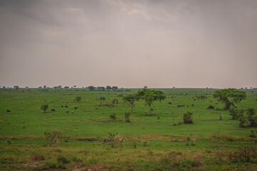 Fototapeta na wymiar Herd of animals in Queen's Elizabeth National Park in Uganda, Africa