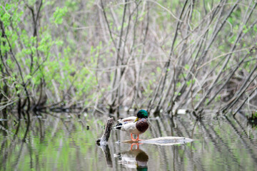 Male Mallard Ducks at the Lake. Birds and animals in wildlife.