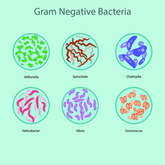 Set of gram negative bacteria vector illustration - Gonococcus, Vibrio, Helicobacter, Spirochete, Vellionela, Chlamydia - for microbiology education