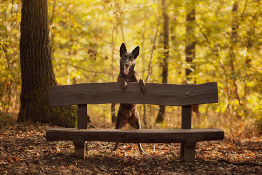 adorable dutch and belgian shepherd malinois mixed breed dog standing on a wooden bench in a forest in autumn