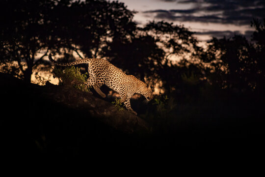 A leopard, Panthera pardus, walking along a log at night, lit by spotlight.