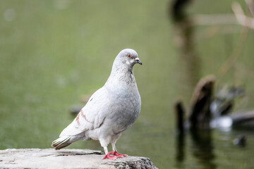 A beautiful white pigeon (Columba livia domestica) sits on a stump on the shore of a lake, water in the background