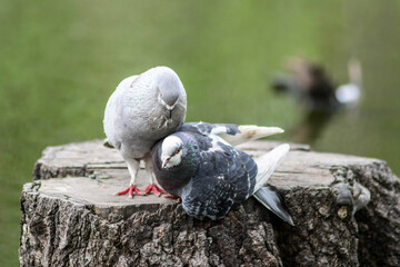 A pair of pigeons (Columba livia domestica) shows courtship. Reproduction of birds