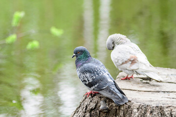 Rock pigeon (Columba livia). Two pigeons sit on the background of the lake, the green surface of the pond, a blue and white pigeon