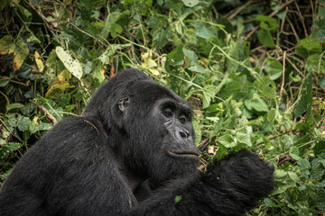 Gorilla family with silverback in Bwindi Impenetrable Forest, Uganda, Africa