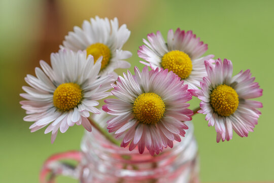 Bellis perennis. Cinque pratoline su sfondo bokeh, fotografate all'aperto.