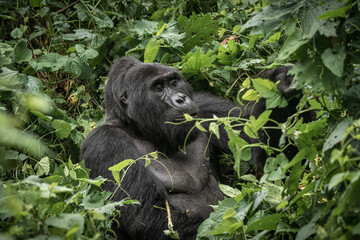 Gorilla family with silverback in Bwindi Impenetrable Forest, Uganda, Africa
