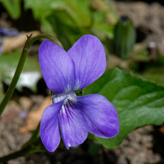 violette