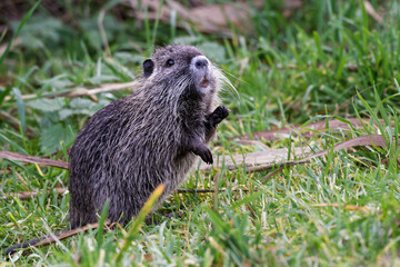 Nutria am Ufer