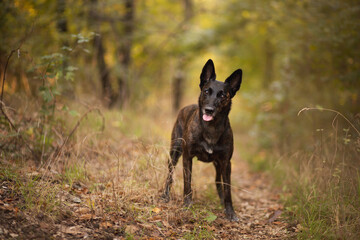 adorable dutch and belgian shepherd malinois mixed breed dog standing on a path in a forest in autumn