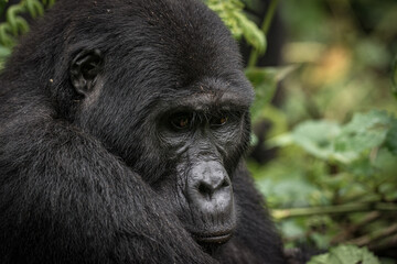 Gorilla family with silverback in Bwindi Impenetrable Forest, Uganda, Africa