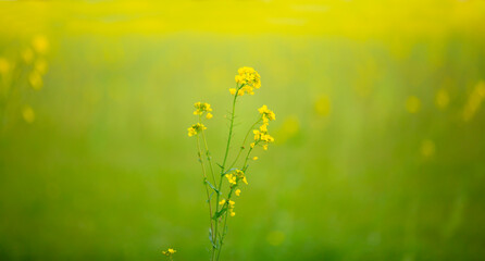 Solitaire des champs