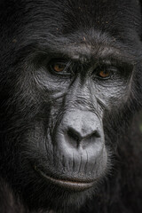 Gorilla family with silverback in Bwindi Impenetrable Forest, Uganda, Africa
