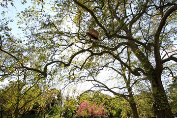 Trees and branches seen from below with straw hat thrown in the air