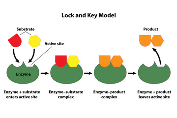 Catalysts and enzymes lock and key model. Substrate reactants enter active site of enzyme. Chemical reaction creates products.