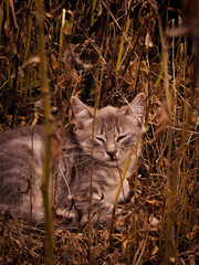 cat in the grass