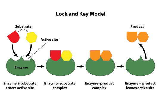 Catalysts and enzymes lock and key model. Substrate reactants enter active site of enzyme. Chemical reaction creates products.