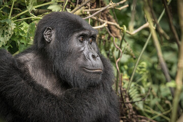Gorilla family with silverback in Bwindi Impenetrable Forest, Uganda, Africa