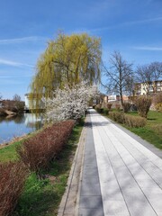 wiosna , drzewo, rzeka