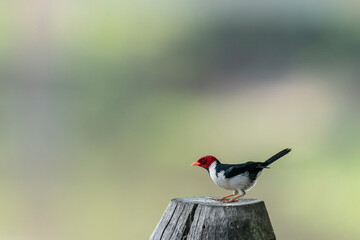 The Yellow-billed cardinal (Paroaria capitata)