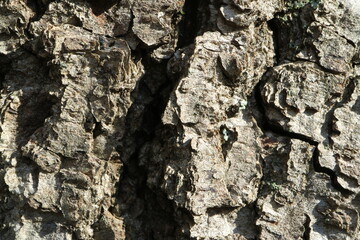 Tree bark. Abstract background. Macro.