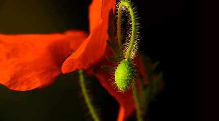 red poppies, black background, Close up  