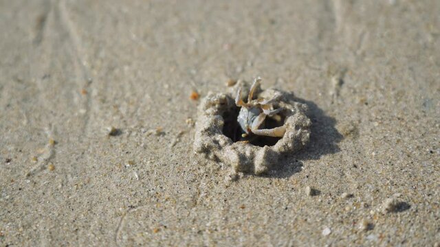 A crab is digging a hole on the white sand beach.