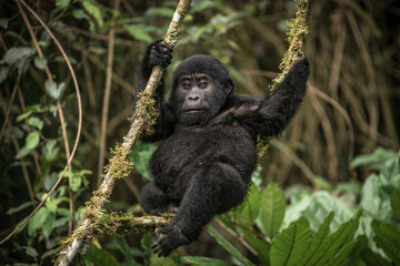 Gorilla family with silverback in Bwindi Impenetrable Forest, Uganda, Africa