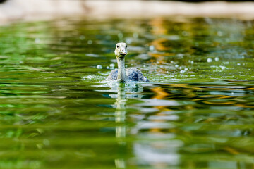 Ente