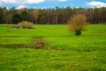 Feuchtwiese mit Gräben