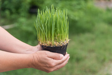 An elderly woman's hand holding a green wheatgrass