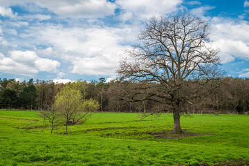 Feuchtwiese mit Gräben