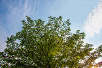 summer morning sun on the tree top in the park with blue sky and cloud background.