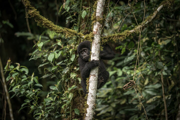 Gorilla family with silverback in Bwindi Impenetrable Forest, Uganda, Africa