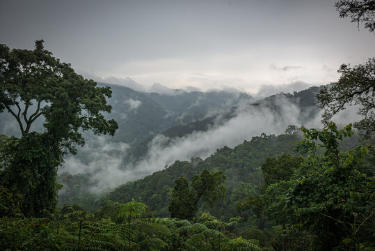 Bwindi Impenetrable Forest, Uganda, Africa