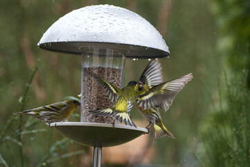 Streitende Erlenzeisige am Vogelhaus