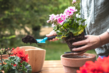 Fototapeta Planting geranium plant into terracotta flower pot. Woman holding pink pelargonium seedling and gardening in spring obraz