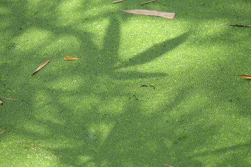 Duckweed in the pond under the shade of the tree in the farmer's garden. - obrazy, fototapety, plakaty